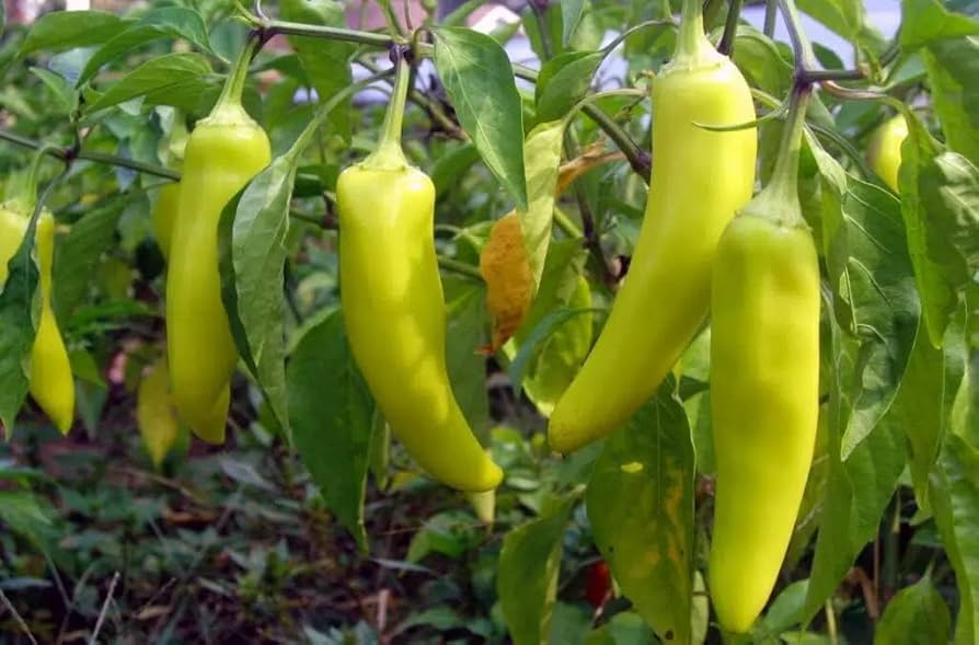 Sweet Tizenegyes Hungarian Pepper Capsicum annuum Seeds for Planting in Vegetable Patch