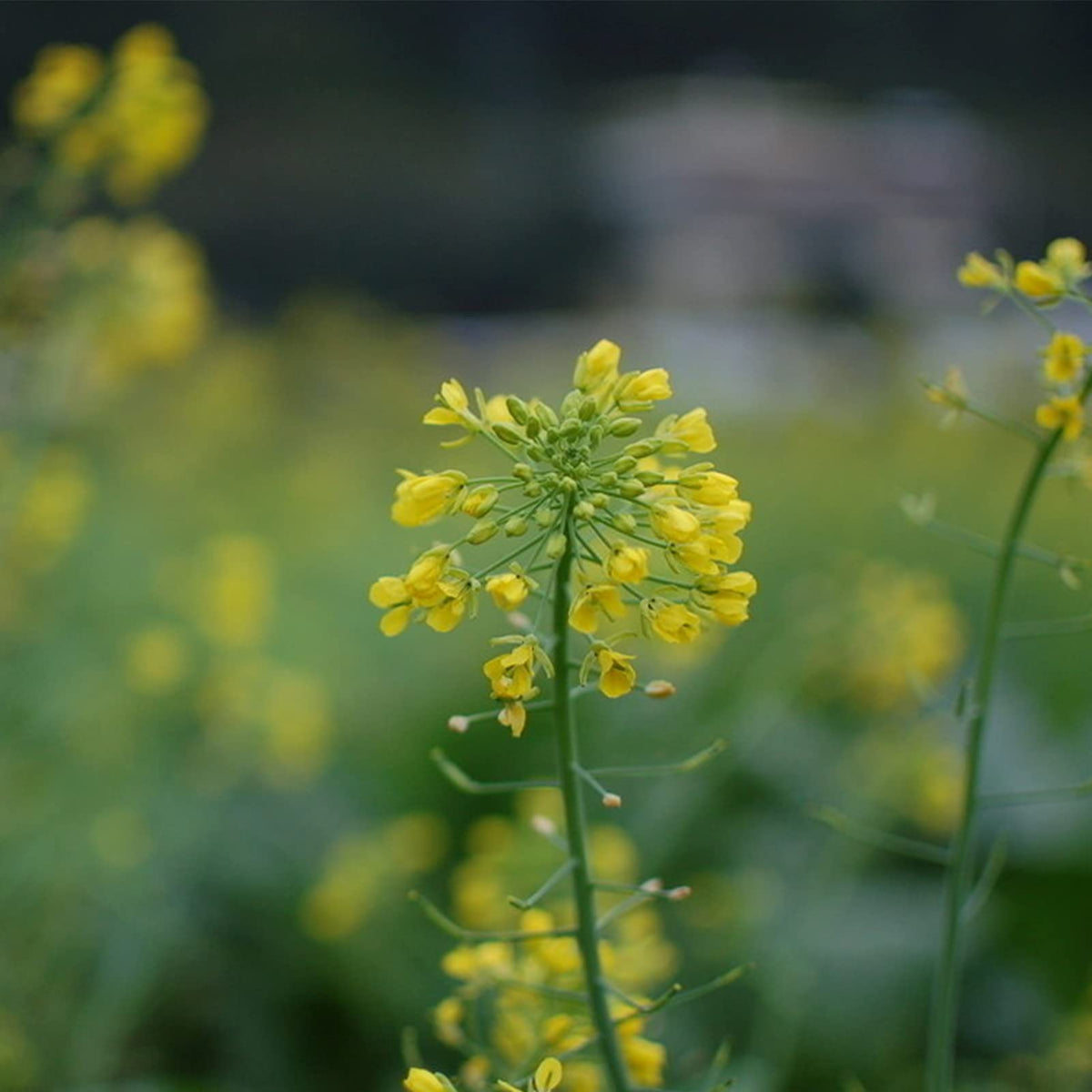 Rapeseed Flower Brassica napus Seeds for Planting vegetable patch urban garden