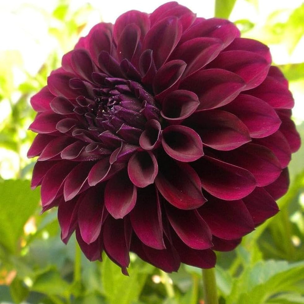 Rare Black & Red Dahlia Seeds Perennial DIY Garden