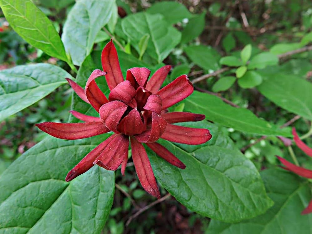 Sweetshrub Calycanthus floridus flower seeds for planting in home landscape or fragrant garden beds