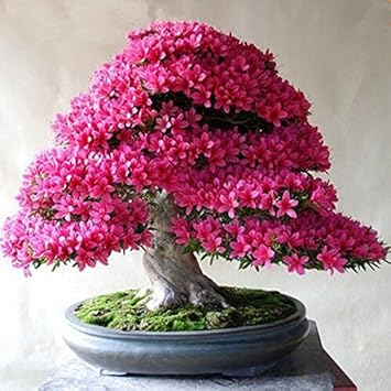 Green Azalea Tree - Heirloom, Non - Gmo Seeds