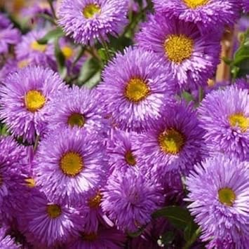 Purple Erigeron Speciosus Flower Seeds for Planting, 100 seeds for planting in home garden