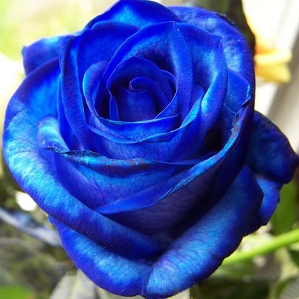 Rose Rosa Hybrida Midnight Supreme Flower Seeds for Planting – Great for Backyard Borders and Seasonal Displays