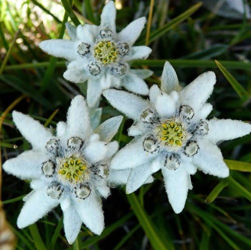 Edelweiss Flowers Seeds (Leontopodium Alpinum) + Seeds