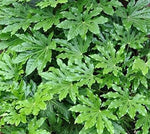 Green Aralia Heirloom Non Gmo Image