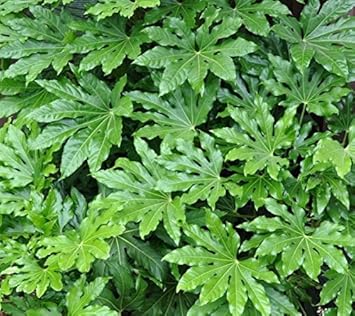 Green Aralia Heirloom Non Gmo Image