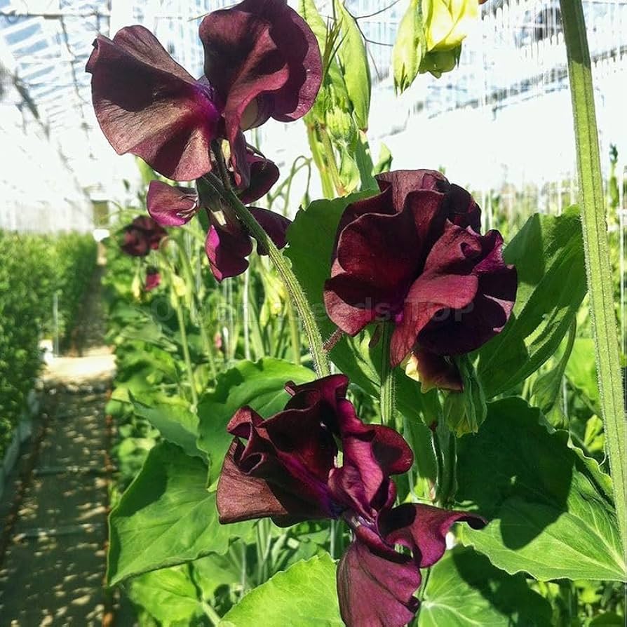 Sweet Pea Seeds - Royal Maroon