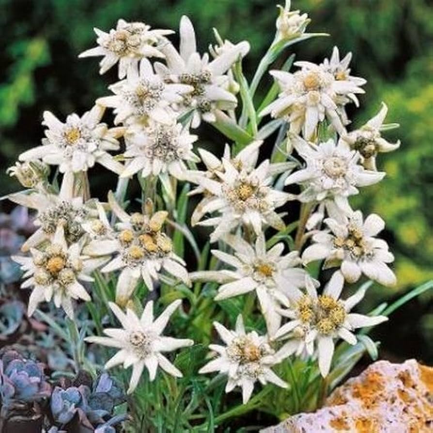 Edelweiss Leontopodium Alpinum Alpine Flowering Seeds For Planting