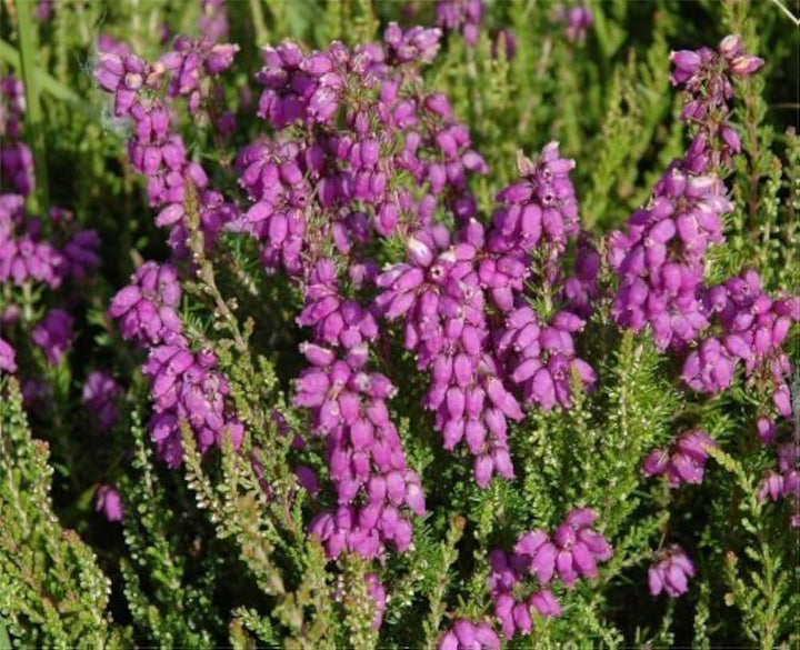 Violet Calluna Flower Seeds for Planting - 100