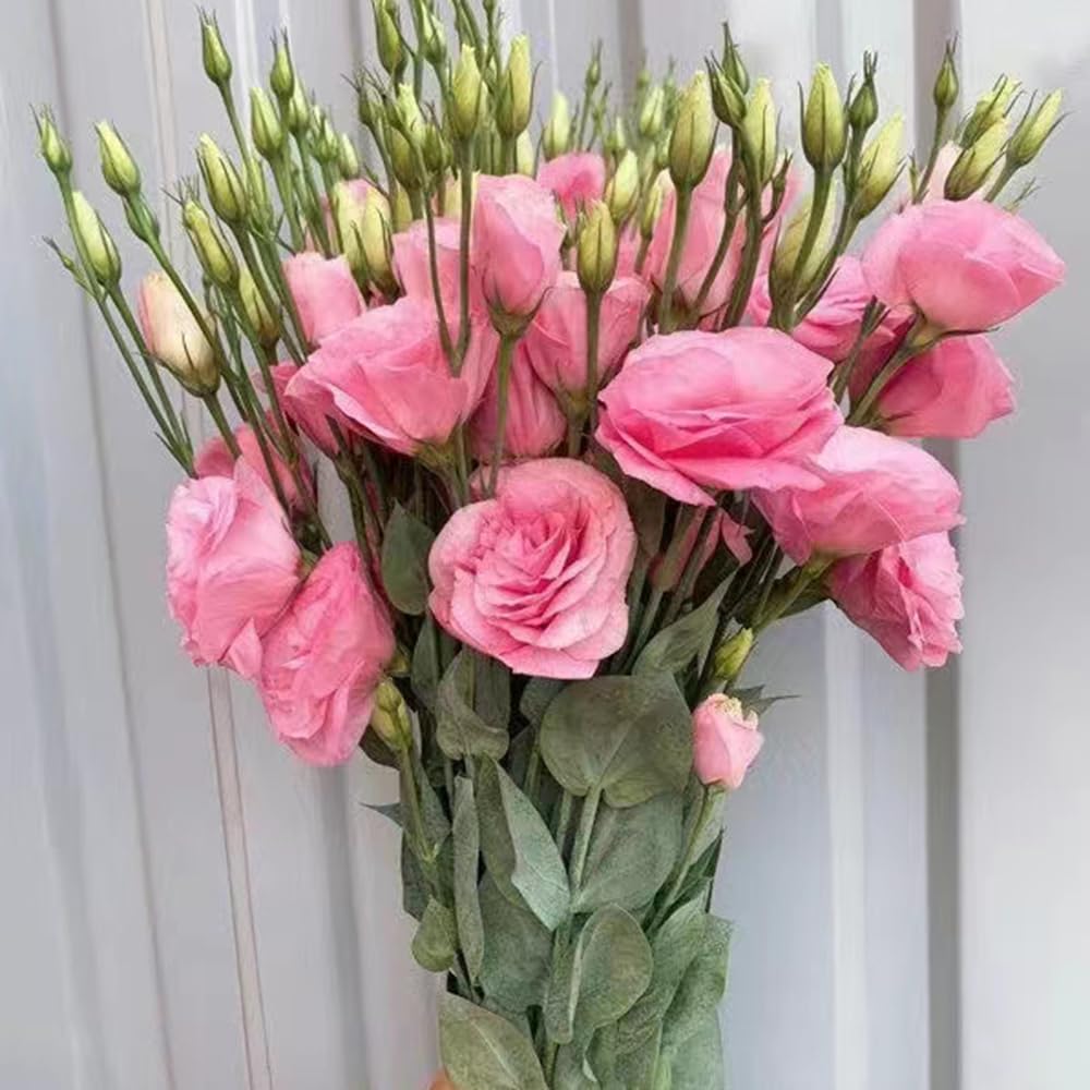 Lisianthus Eustoma Grandiflorum Perennial Flower Seeds for Planting – Elegant Blooms for Borders and Floral Arrangements