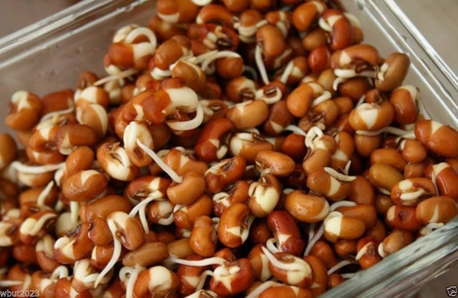 Cowpeas Seeds (Vigna Unguiculata) Field Peas Southern Peas Seeds