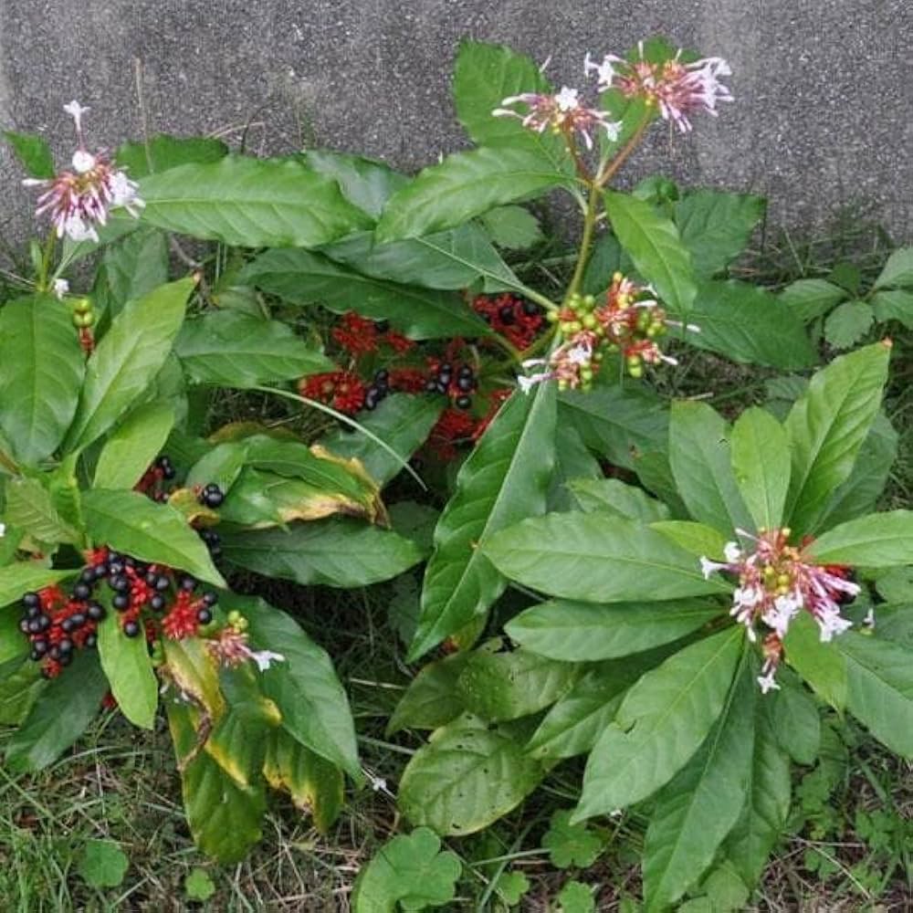 Snakeroot Eryngium Yuccifolium Button Flower Seeds for Planting – Unique Native Perennial for Pollinator-Friendly Gardens