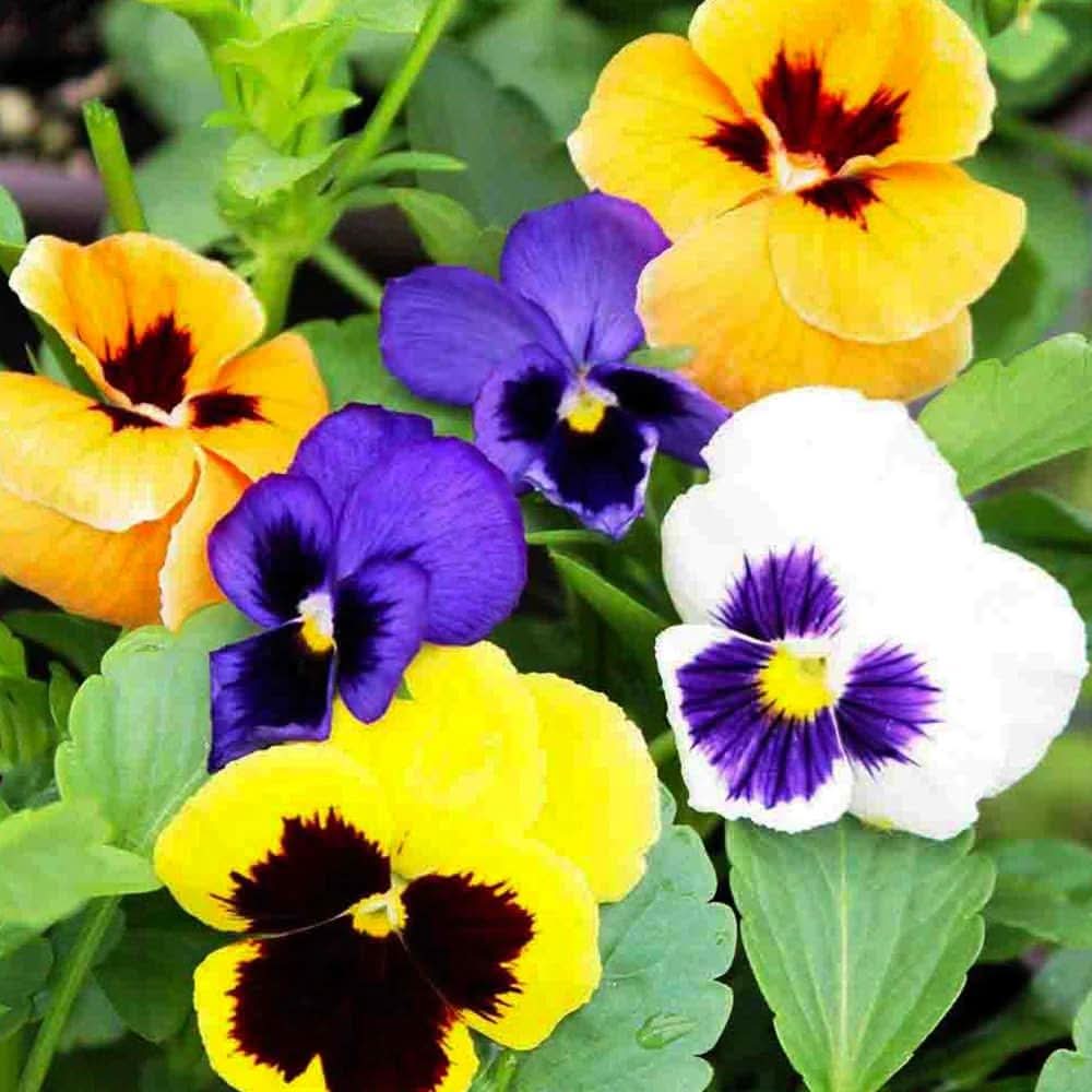 Garden Pansy Viola Tricolor Flower Seeds for Planting in Home Garden and Indoor Pots
