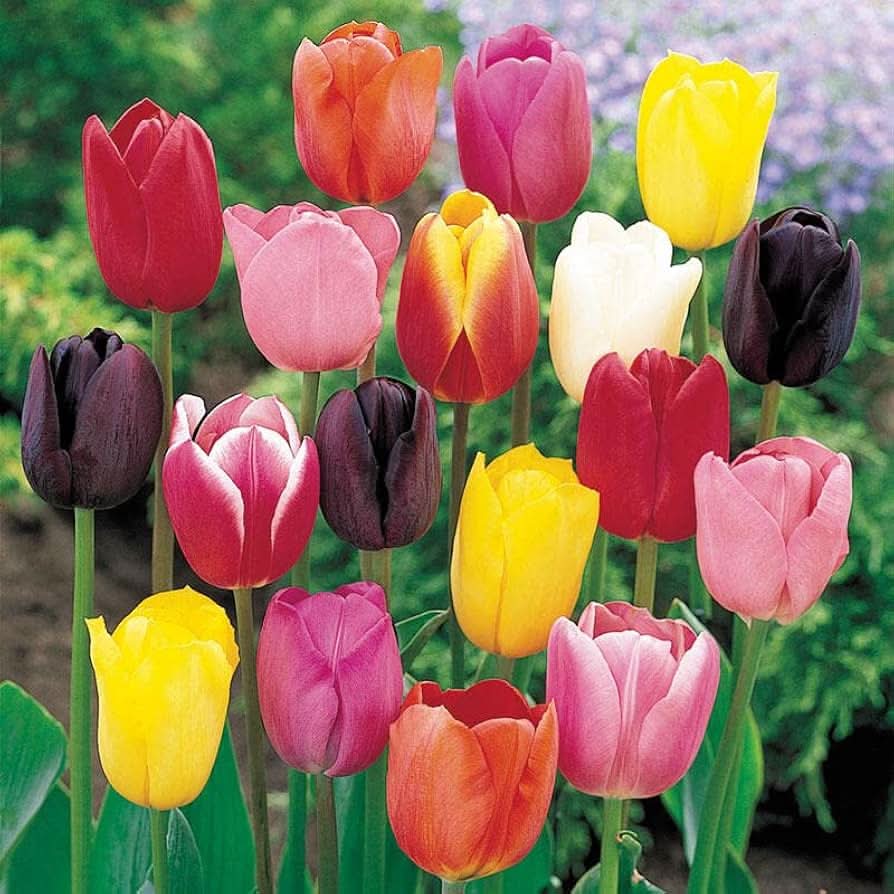 Rainbow Tulipa Gesneriana Flower Seeds for Planting in Home Garden and Spring Flower Beds