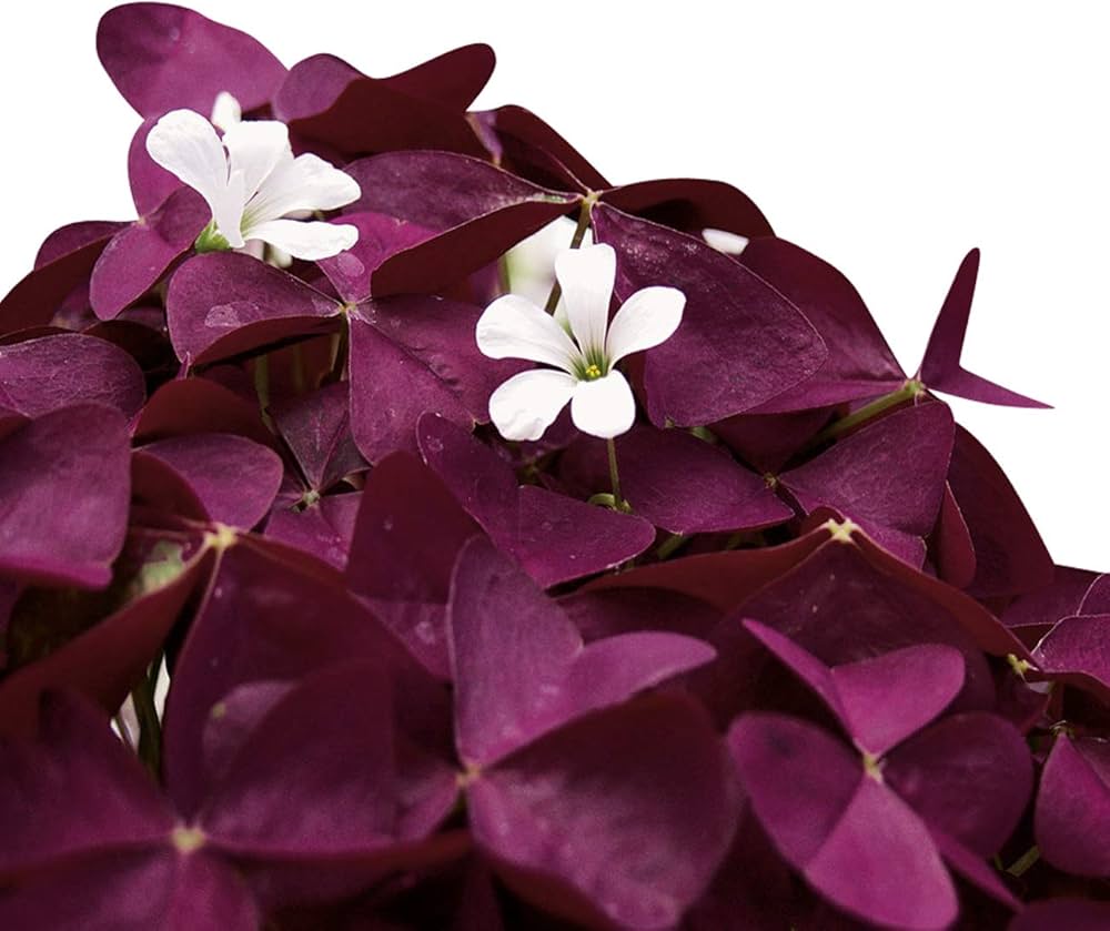 Oxalis Corymbosa Flower Seeds – Heirloom, Non-GMO Seeds for Planting Colorful Garden Blooms seeds for planting in home garden