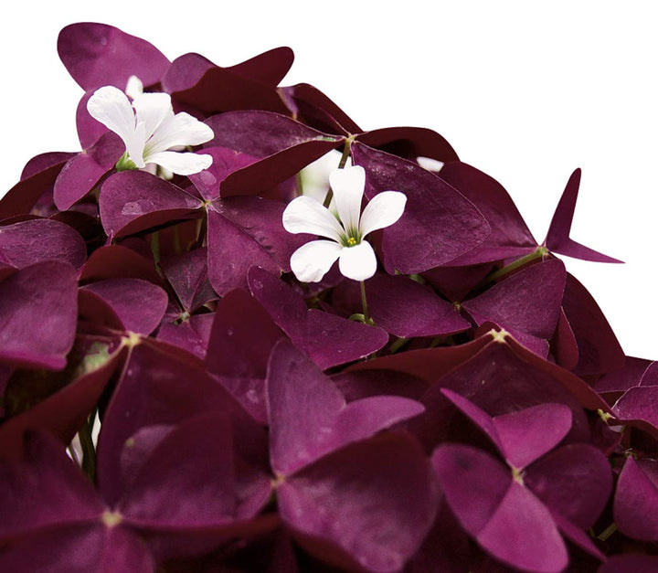 Oxalis Plant Seeds – Heirloom, Non-GMO Seeds for Planting Colorful and Hardy Garden Blooms