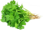 Cilantro Coriander Coriandrum sativum for planting in kitchen garden