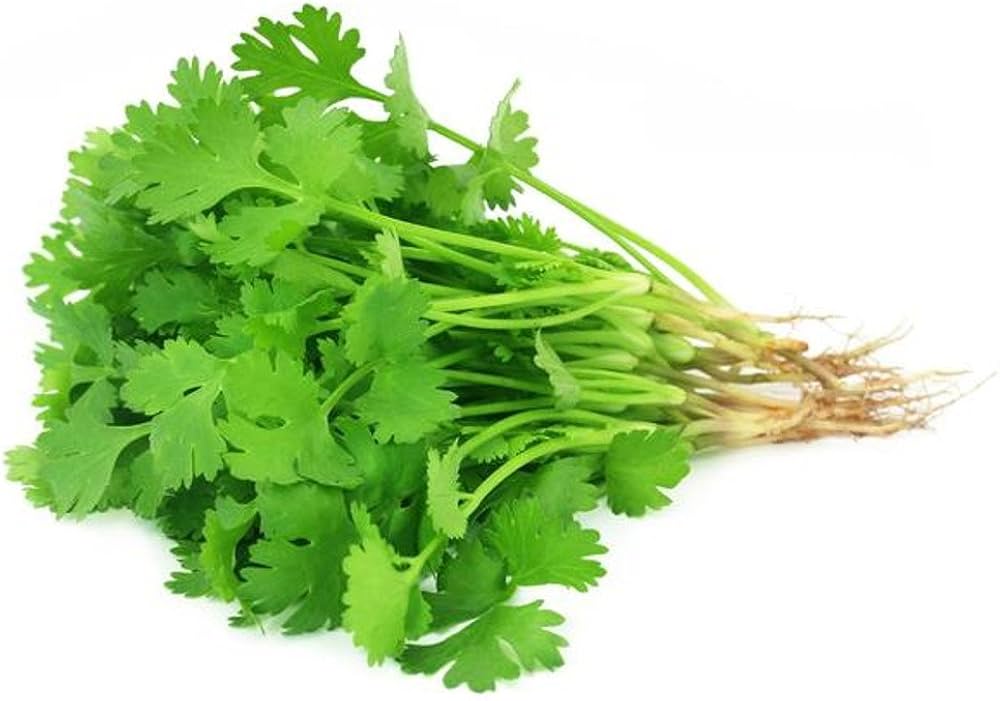 Heirloom Non-GMO Freizeit Coriander - Seeds for Fresh Herb Garden with Citrus Flavor