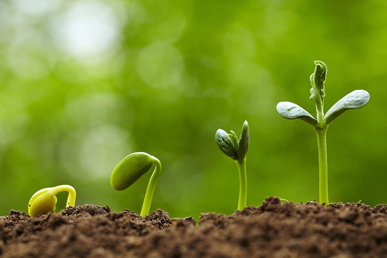 Green Tenuissima Plant Seeds for Planting - heirloom & Non GMO Seeds