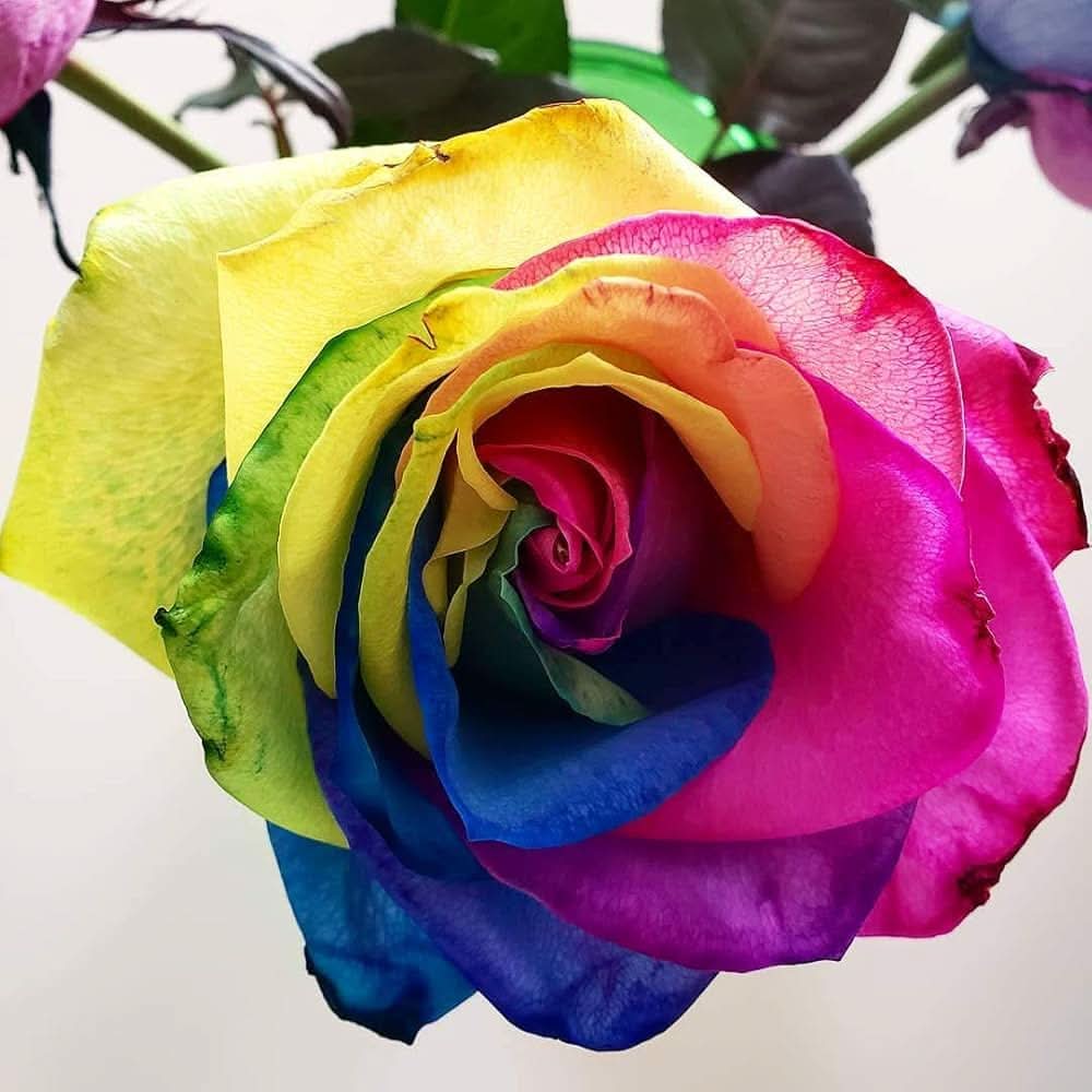 Rainbow Rose Rosa Hybrida Purple Flower Seeds for decorative Planting in garden spaces