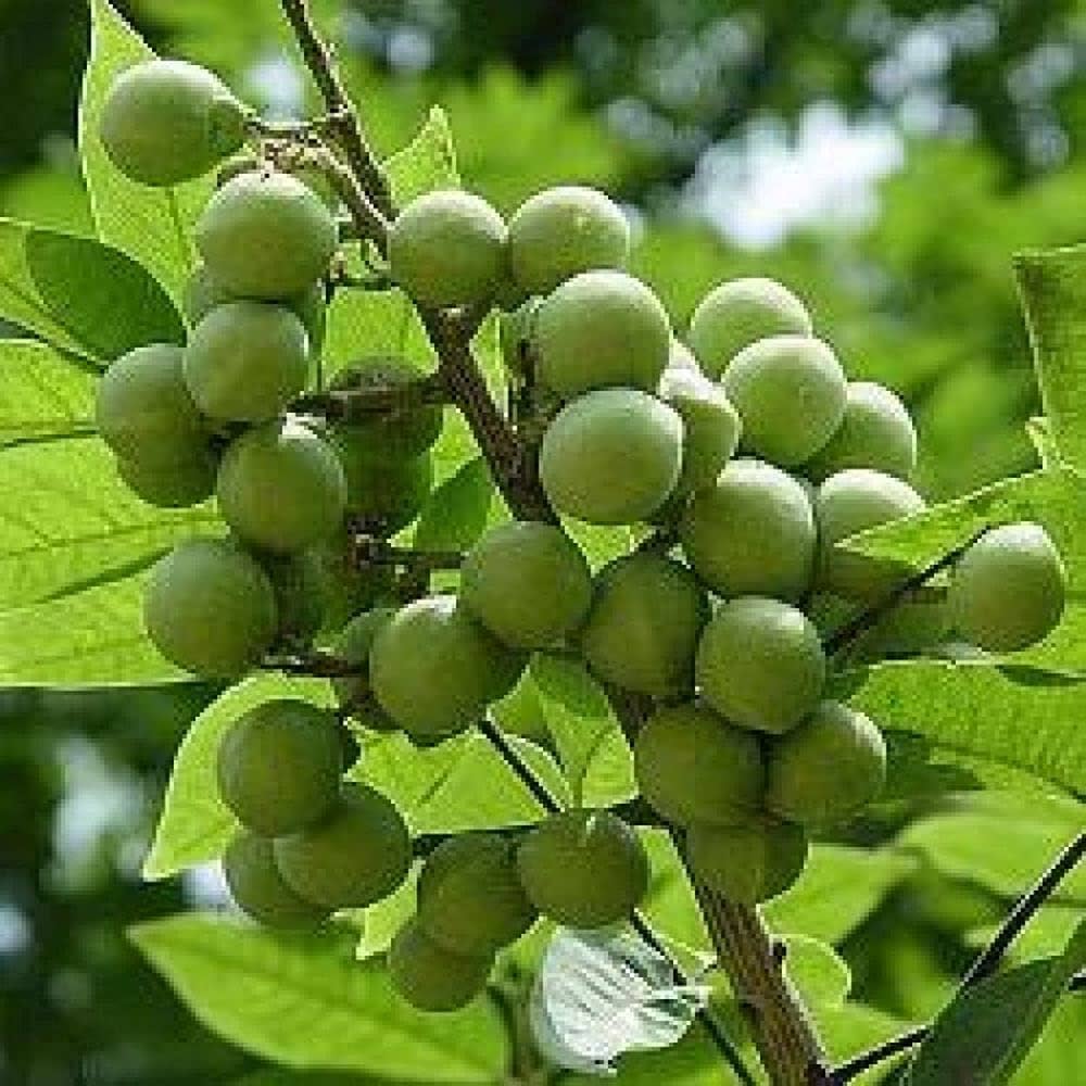 Soapberry Plant Seeds for Planting - Growing Natural Soapberry Trees, Heirloom Seeds, GMO Free