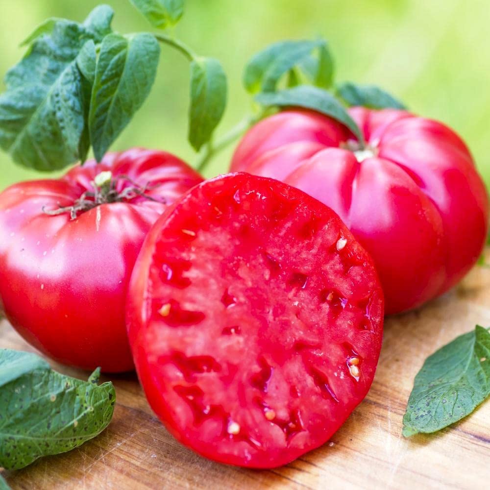 Tomato Solanum Lycopersicum Vinson Watt KY Beefsteak Vegetable Seeds for Planting – Ideal for Sandwiches and Heirloom Garden