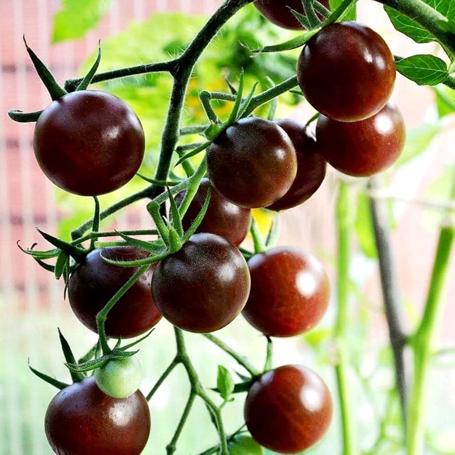 Heirloom Black Cherry Tomato Seeds