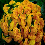 Slipper flower seeds for planting unique fashion blooms