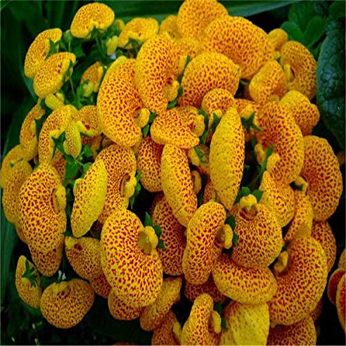 Calceolaria – colorful garden flower seed