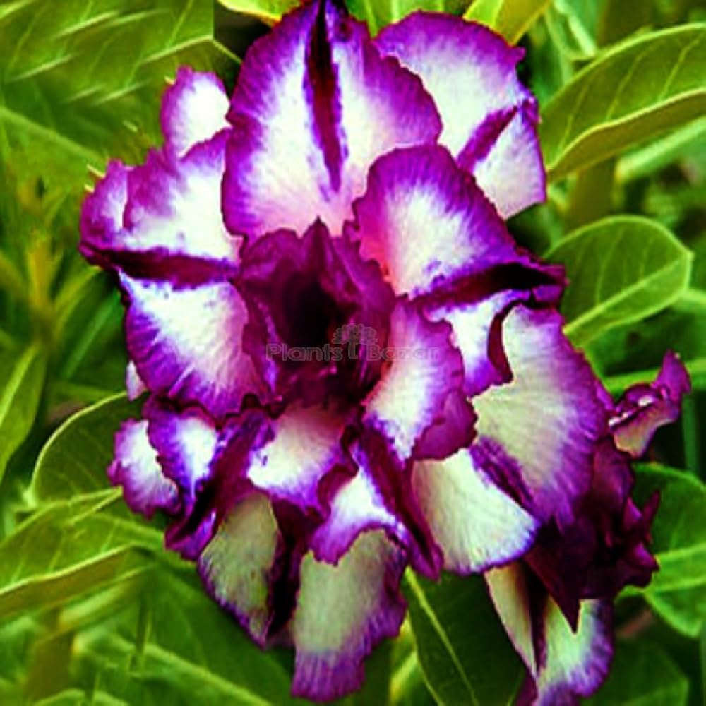 Desert Rose Adenium Obesum White Purple Flower Seeds for Planting