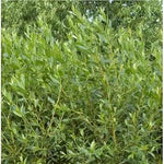 Flame Willow Plant Seeds for Planting - NON GMO Seeds Dhara Seeds