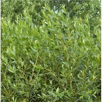 Flame Willow Plant Seeds for Planting - NON GMO Seeds Dhara Seeds