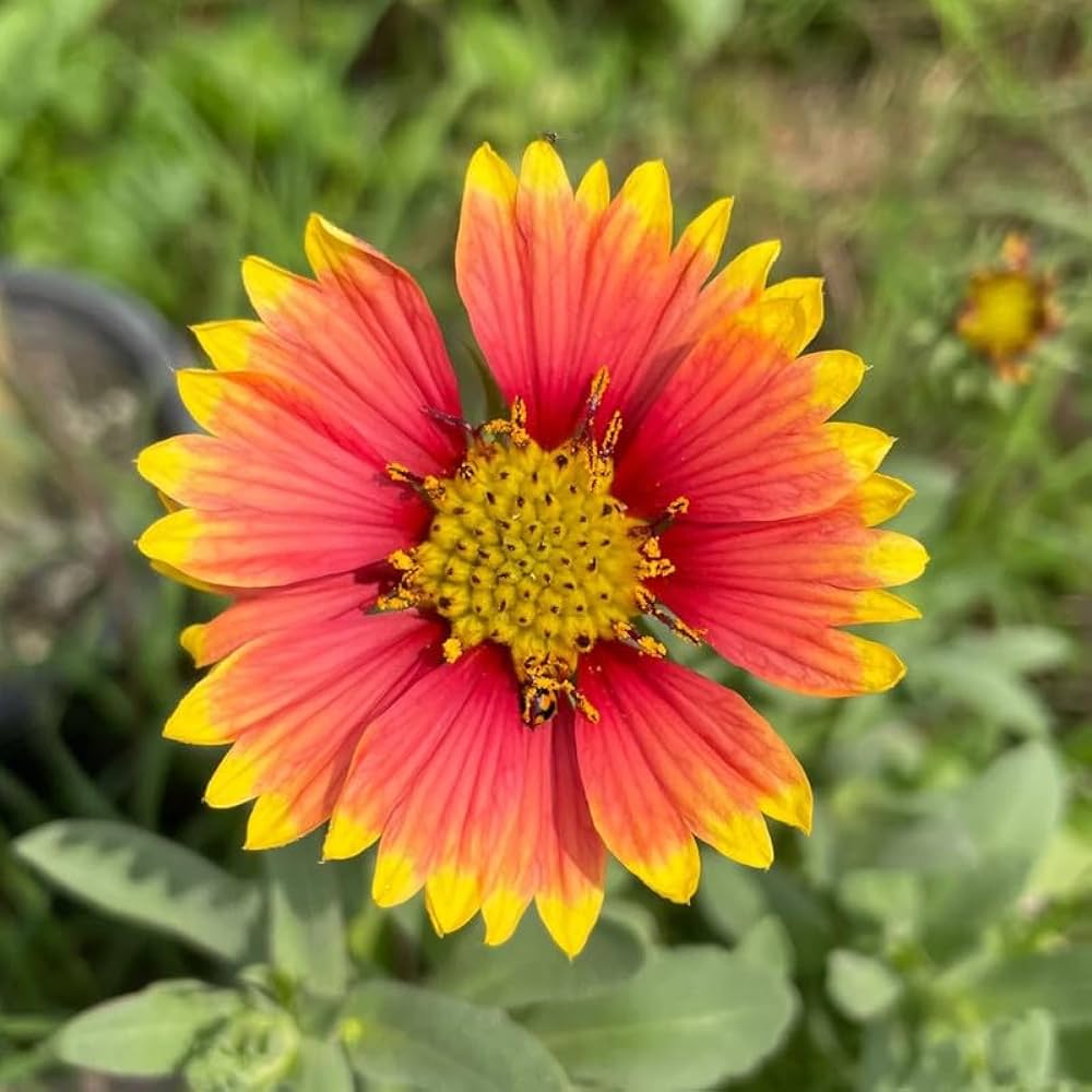 Sundance Gaillardia Pulchella 'Spider Firewheel' Seeds for Planting