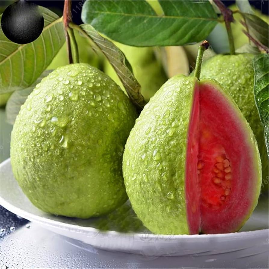 Guava Tropical Exotic Fruiting Seeds - Guava Seeds for Zierobstbaum and Edible Fruit Trees