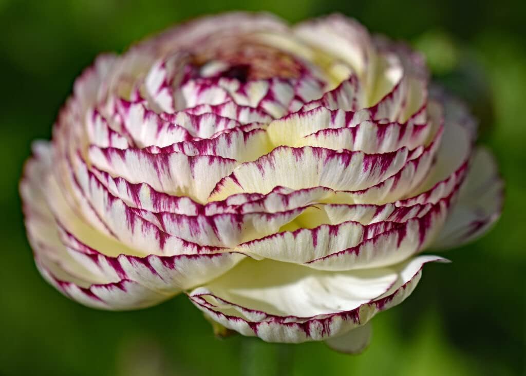 Heirloom Non-GMO White Purple Ranunculus Flower Seeds for Planting – Rare Bloom Variety