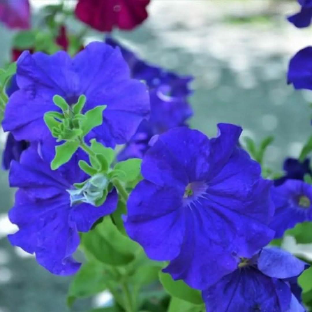 Blue Petunia Flowering Seeds For Planting for Gardening