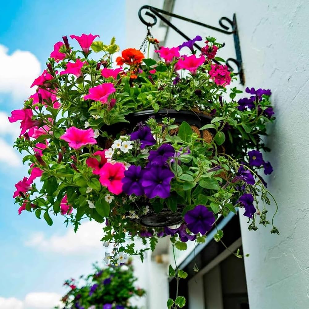 planting petunia seeds in hanging baskets Petunia Multiflora Nora Seeds – Abundant Blooms for Hanging Baskets &  Garden Beds – Dharaseeds