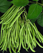 White bush bean seeds
