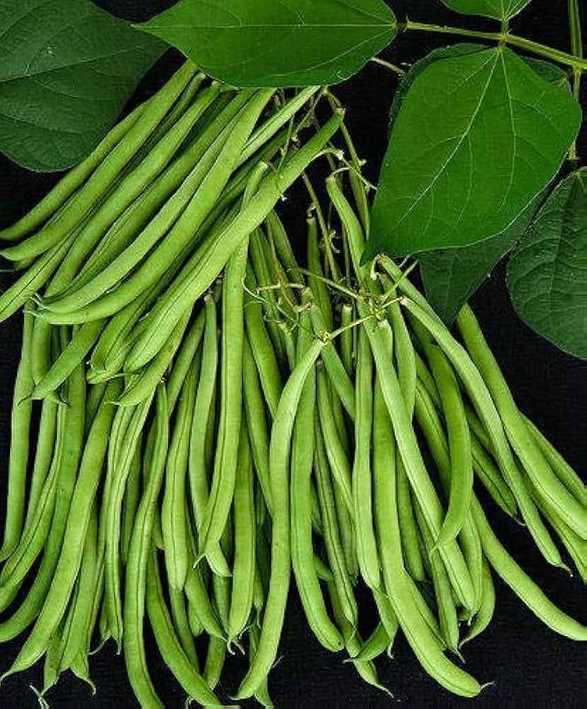 White bush bean seeds