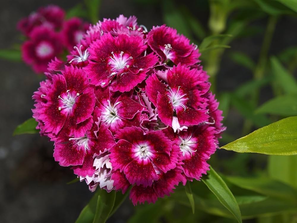 Carnation (Dianthus caryophyllus) seeds for yard & patio planting