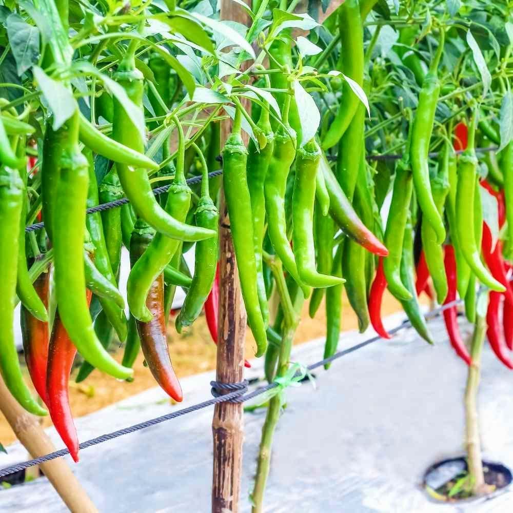 Pusa Jwala Pepper Seeds Capsicum annuum for Planting in Vegetable Patch