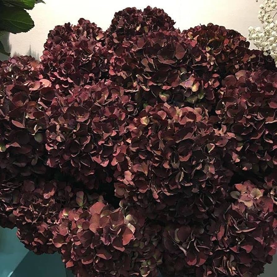 Heirloom Non-GMO Chocolate Hydrangea Flower Seeds for Planting – Rare Blooming Seeds