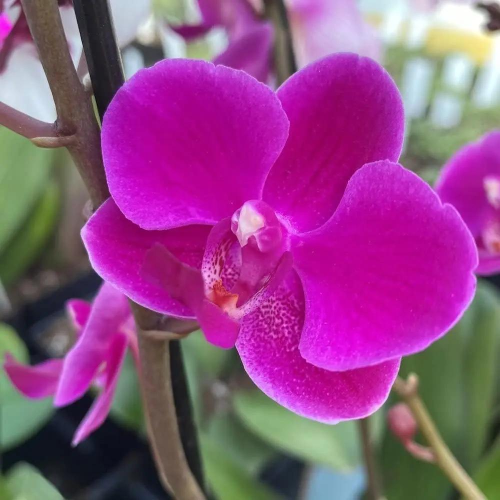 Violet Phalaenopsis Orchid Seeds for Planting - NON GMO Seeds Dhara Seeds
