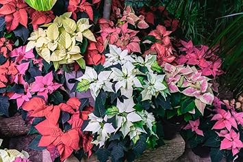 Heirloom Non-GMO Multi-Colored Poinsettia Flower Seeds for Planting – Vibrant Holiday Blooming Seeds