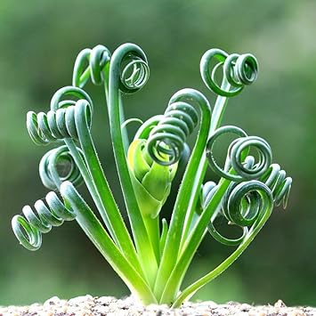 Spiralis Plant Seeds for Planting