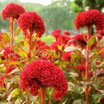 Celosia crested cockscomb easy-to-grow flower seeds