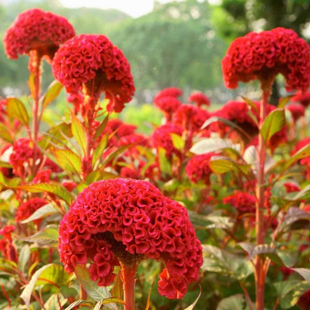 Celosia crested cockscomb easy-to-grow flower seeds