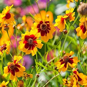 Coreopsis Plant Coreopsis spp. Seeds for Planting in Flower Bed & Garden