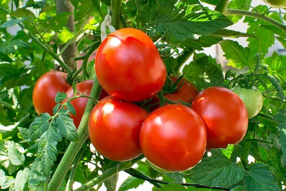 Spanish Tomato Seeds for Planting Solanum Lycopersicum urban garden vegetable bed