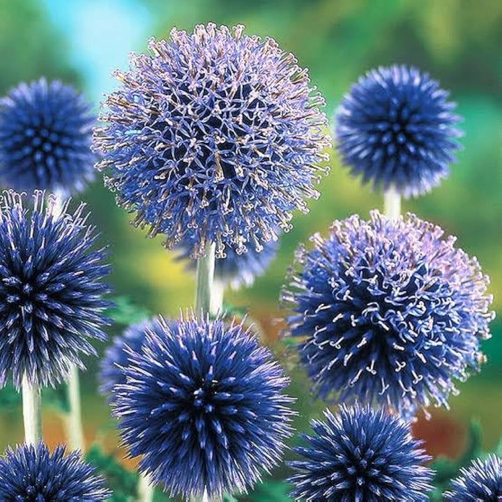 Blue Echinops Ritro Plant Seeds for Planting - 100